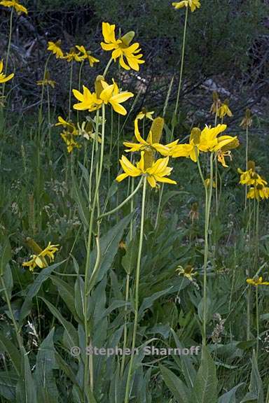 rudbeckia californica var californica 4 graphic